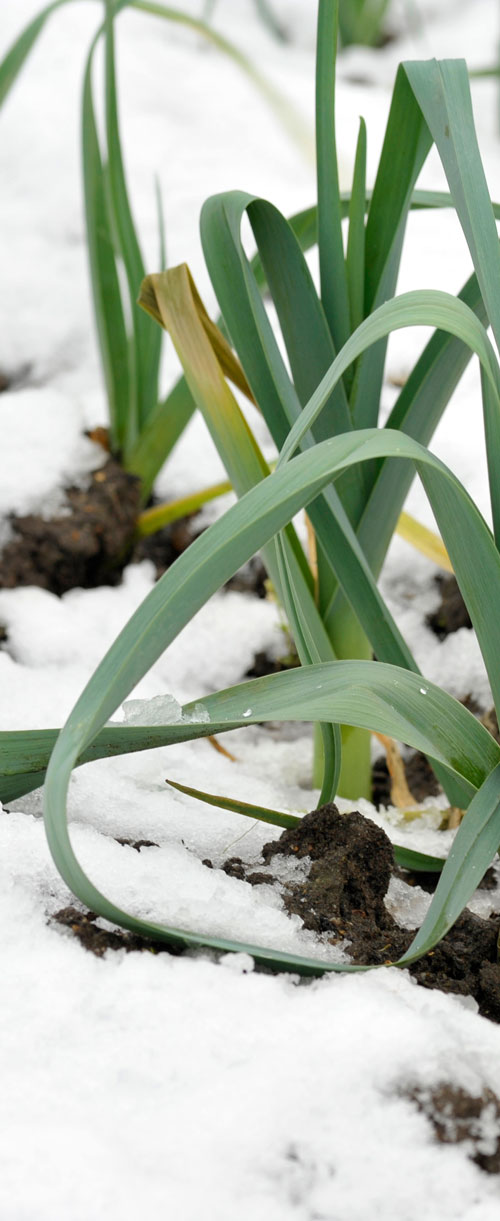 photo d'un poireau couvert de neige