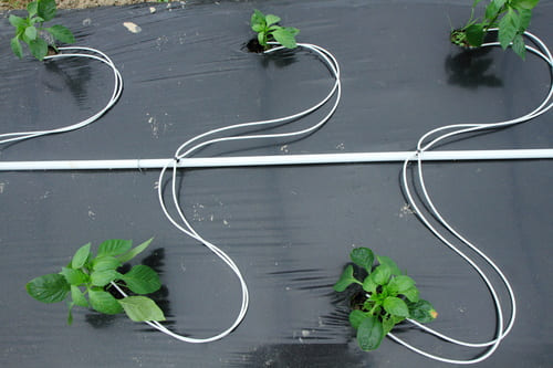 Exemple de système d'irrigation goutte à goutte avec des ensemble goutteur + tubing + pic pour déporter l'irrigation de plant sous bache