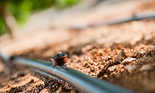 Goutteur SUPERTIF dans un réseau goutte à goutte potager