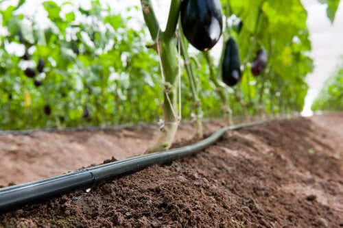 T-tape dans une plantation d'aubergine