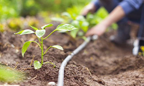 Tuyau goutte à goutte 16 mm dans un potager